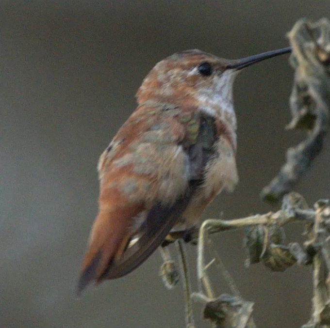Blurry bird example