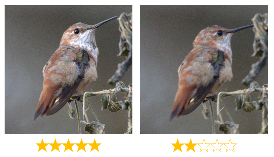 Side-by-side comparison of sharp vs blurry bird photography