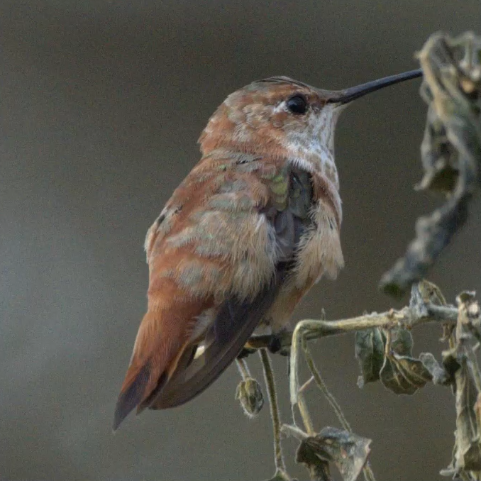 Sharp bird example