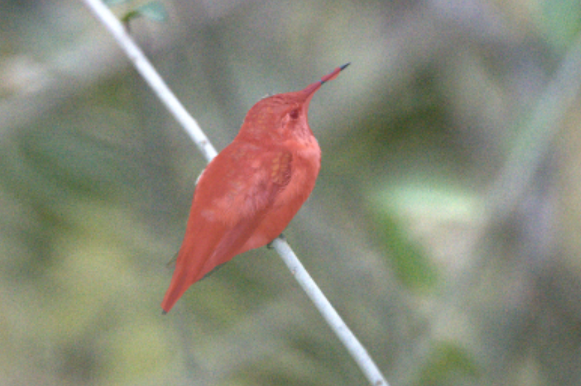 Masking process showing original bird to masked crop