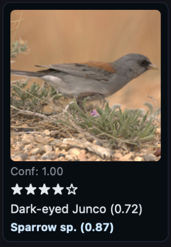 Kestrel identifying bird species and families automatically