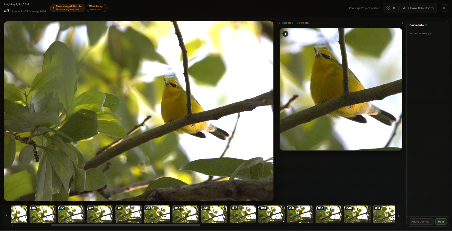 The full-screen Perch photo viewer showing an emphasized Blue-winged Warbler, with a "Birds in this frame" panel and a "Share this Photo" button.