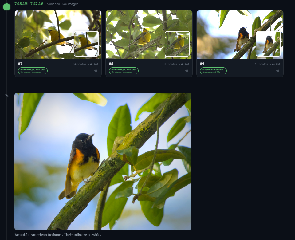 A Perch timeline with a large uploaded portrait of an American Redstart embedded below the scene cards, captioned "Beautiful American Redstart. Their tails are so wide."